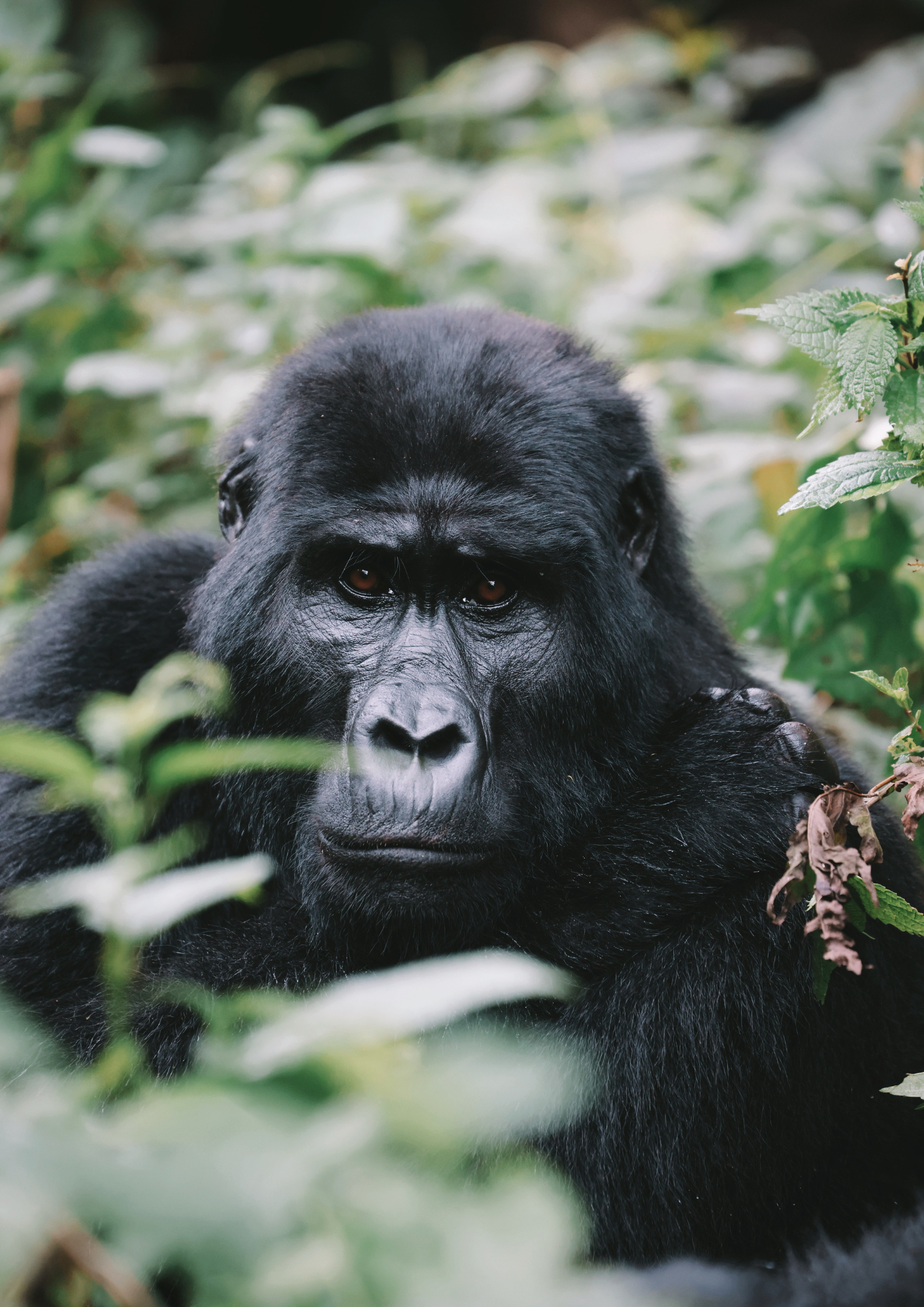 Uganda y Tanzania
